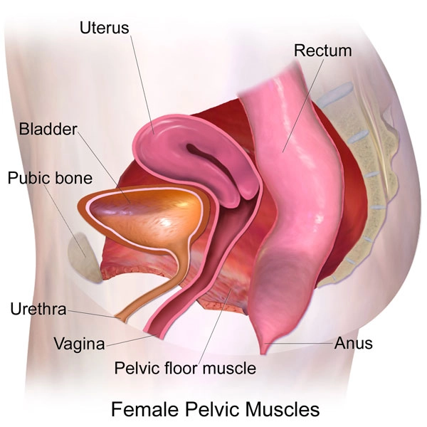 Kegel pelvic floor muscles