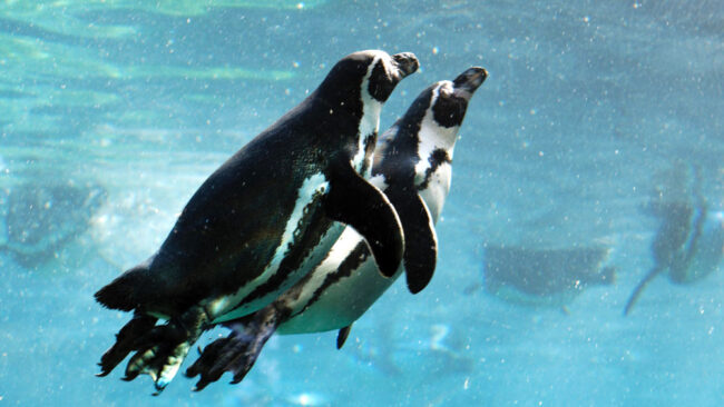 Am i gay homosexuality in nature penguins